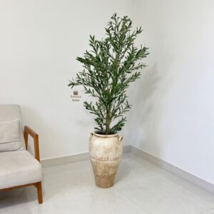 درختچه زیتون